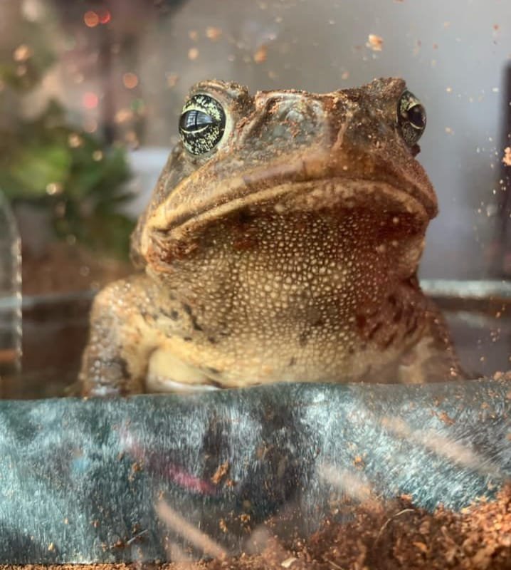 Cane Toad For Sale Reptilesman 9418